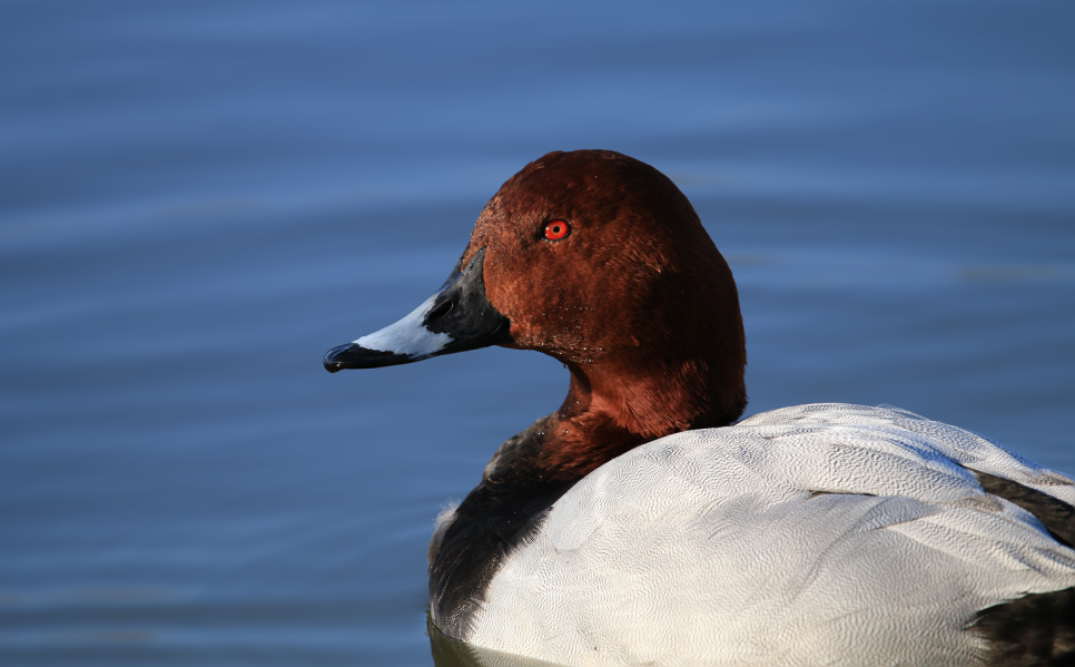 Recent Sightings 5th - 11th November